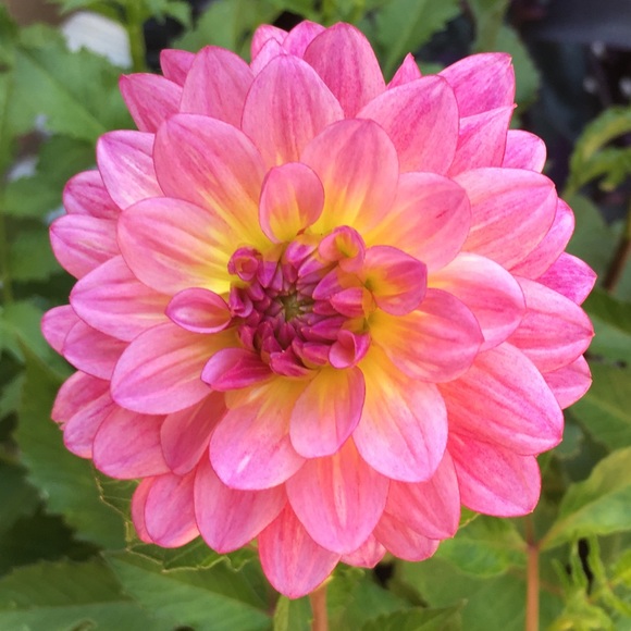 Meet your Posher, Ana - Picture 1 of 1